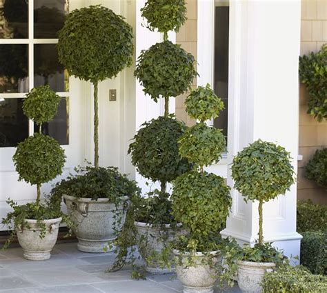 Live Ivy Ball Topiary On Stem Pottery Barn