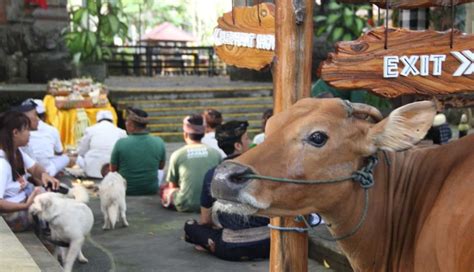 NUSABALI Diminati Wisatawan Upacara Tumpek Uye Di Bali Safari