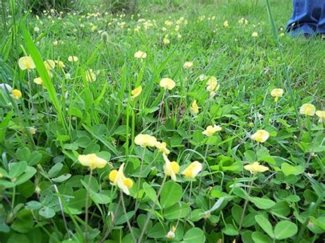 Arachis Pintoi Qué Es Características Hábitat Usos Y Cultivo