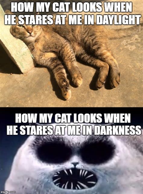 Creepy Cat Meme