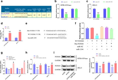 CircUBAP2 Directly Binds To MiR 1244 To Regulate FOXM1 Expression A