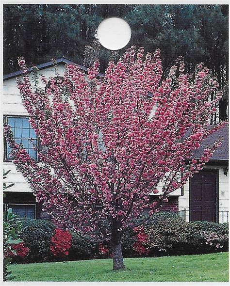 Kwanzan Flowering Cherry Tree - Bob Wells Nursery - U.S. Shipping