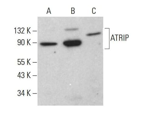 Atrip Antibody F Scbt Santa Cruz Biotechnology