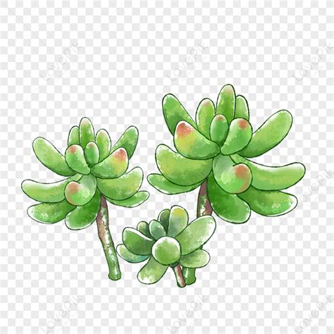 Planta En Maceta Suculenta De Dibujos Animados PNG Imágenes Gratis