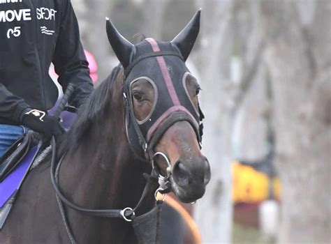 【皐月賞】たたき上げコスモキュランダ「並の馬ではなかった」育成期スタッフ明かす 3歳馬特集 競馬写真ニュース 日刊スポーツ