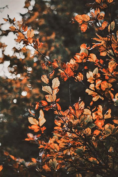 Download "Take in the beauty of autumn with the colorful leaves of Aesthetic Fall." | Wallpapers.com