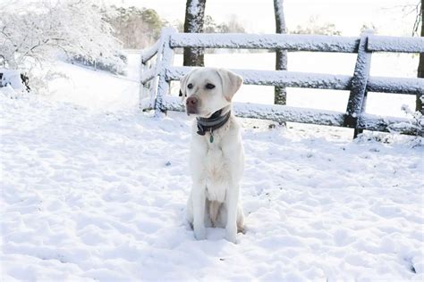 White Labrador: The Ultimate Guide to Personality, Care, and More ...