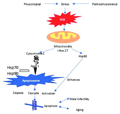 Involvement Of Heat Shock Proteins In Human Aging And Fertility [19] Download Scientific Diagram