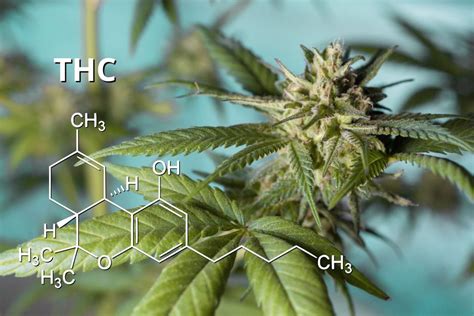 Thc Todo Sobre El Cannabinoide Más Conocido Philosopher Seeds