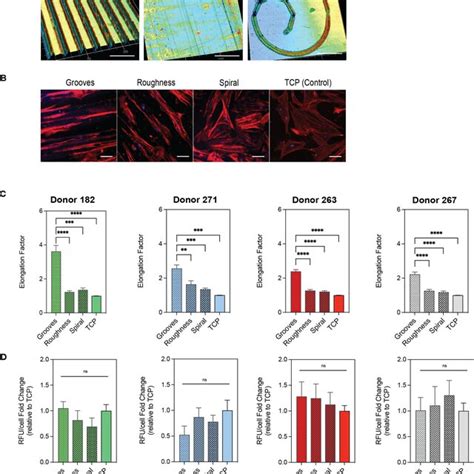 Hbm Mscs Viability And Morphology In Substrates With Different Levels