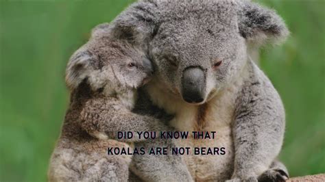 Discover The Fascinating World Of Koalas Top Facts Unveiled Youtube