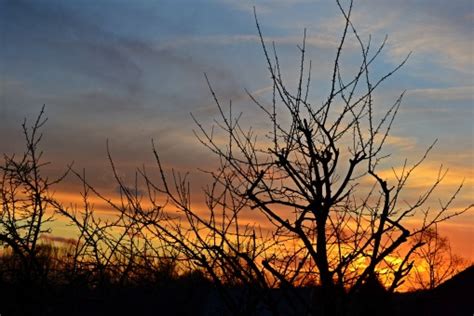 Fotos Gratis Rbol Naturaleza Horizonte Rama Silueta Nube