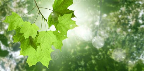 Fresh Nature Background Stock Photos, Images and Backgrounds for Free ...