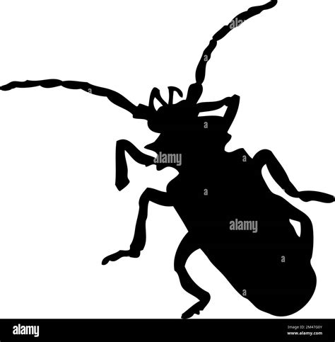 Silhouette Of Beetle Beetle Close Up Detailed Vector Beetle Icon On