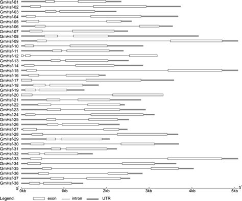 Intron Exon Structures Of Soybean Hsf Genes The Intron Exon Structures Download Scientific