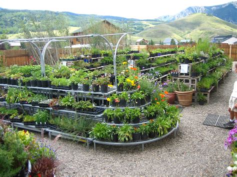 easy to grow perennial plants 11