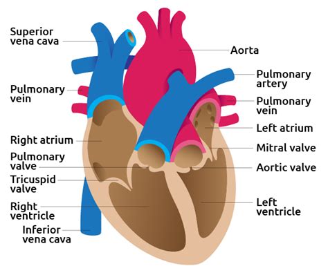 heart-detail - Transplant Living