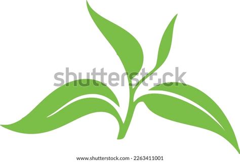 Tea Leaf Vector Cartoon Drawing Sketch Stock Vector (Royalty Free ...