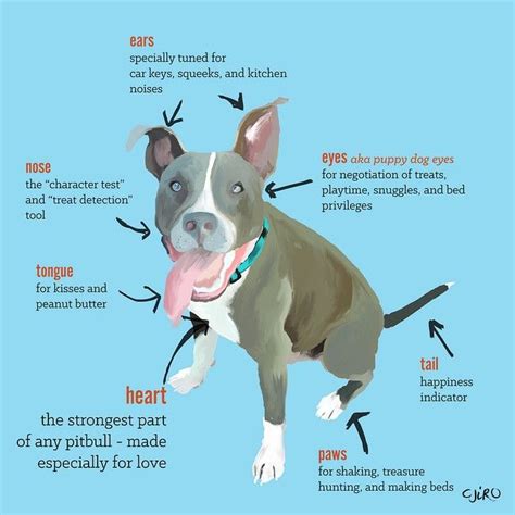 Cj On Instagram Anatomy Of A Pitbull Pitbullsofinstagram Pitbulls