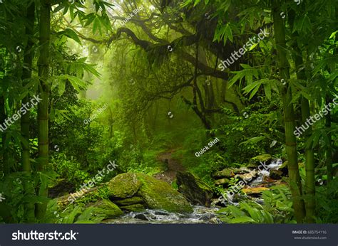 105,927 Bamboo Jungle Images, Stock Photos & Vectors | Shutterstock