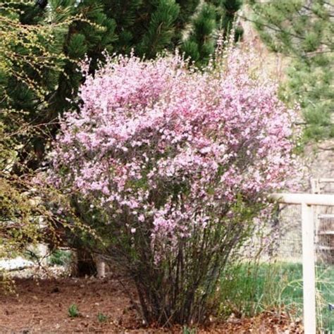 Almond Russian Prunus Tenella Schumacher S Nursery Berry Farm