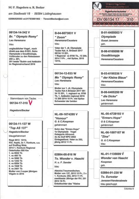 Brieftauben Auktion De 9 20 13 W Fliegt 13 11 Mit 739 48 Pkt 3