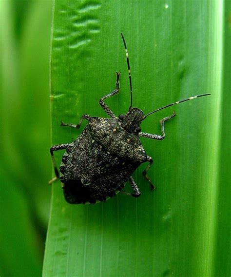 Stink Bugs Eating Lilacs