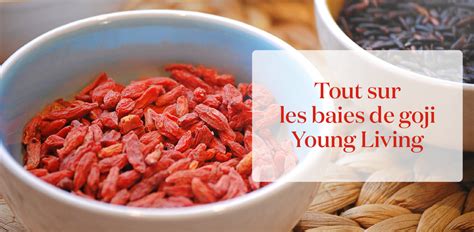 Comment Manger Des Baies De Goji Pour Une Alimentation Riche En Fibres