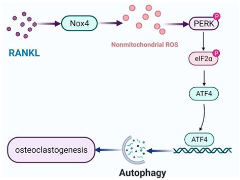 Frontiers Nox Promotes Rankl Induced Autophagy And