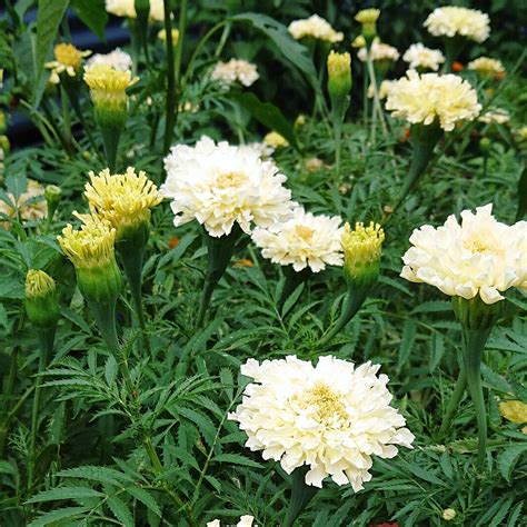 White Marigolds