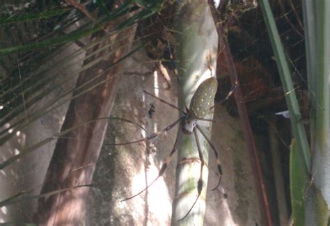 Golden Silk Spider From Mexico What S That Bug