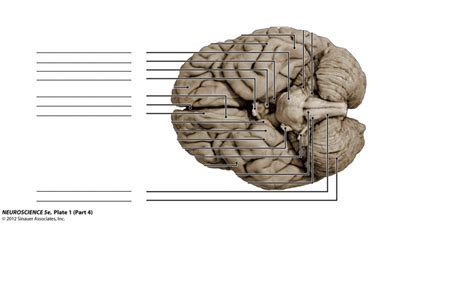 Intro To Neuroscience Lecture 2 Diagram 4 Diagram Quizlet