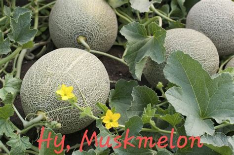 Hybrid Muskmelon Seeds For Agriculture Packaging Size 10kg 20 Kg