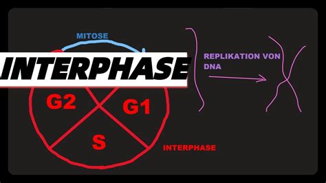 Interphase Funktion Und Phasen Abitur Dna Replikation G S G Phasen