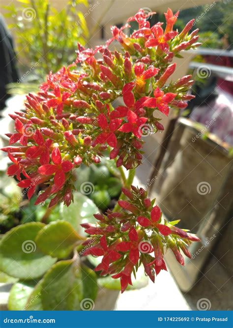 Indian Patharchatta Bryophyllum Pinnatum Flower Stock Photo Image Of