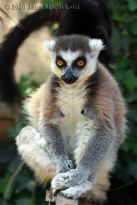 The Ring Tailed Lemur Lemur Catta Jana Mor Vkov Flickr