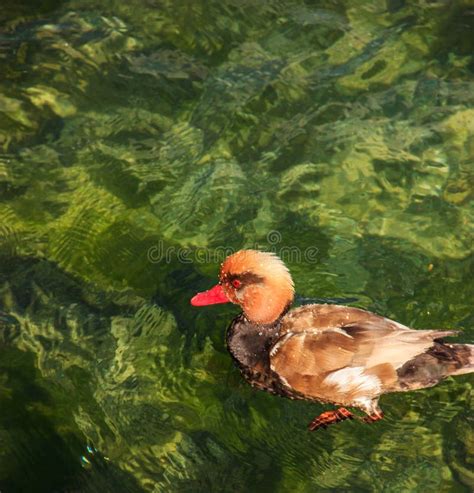 Pato Marrom Vermelho Bonito Que Flutua No Fundo Do Rio Imagem De Stock