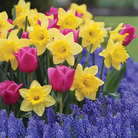 Add Some Eye Candy to Your Garden This Fall with Spring Flowering Bulbs ...