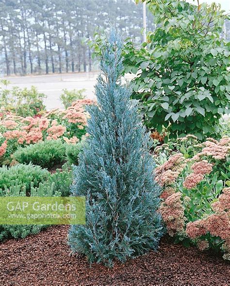 Juniperus Scopulorum Stock Photo By Nova Photo Graphik Image 0944826