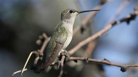 When Do Hummingbirds Leave Colorado? – Hummingbirds Info