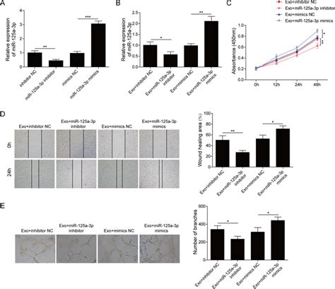 Influence Of MiR 125a 3p On Viability Migration And Angiogenesis Of