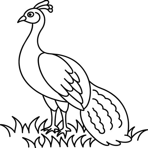 Peacock Bird Coloring Pages 43567715 Vector Art At Vecteezy