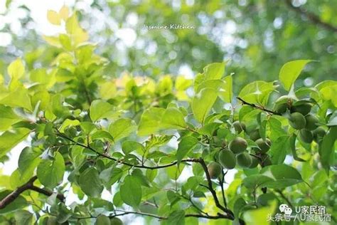 立夏｜斗指東南，維為立夏，萬物至此皆長大 每日頭條