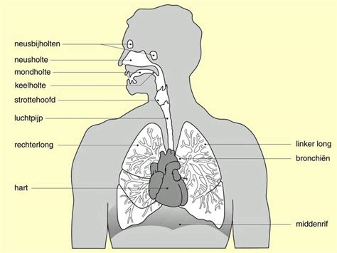 Inleiding Luchtwegen Ademhaling