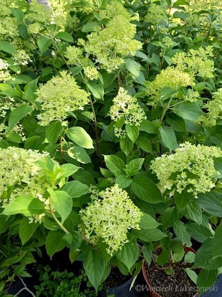 Hortensja Bukietowa Limelight Hydrangea Paniculata Greenflorapl Fhu