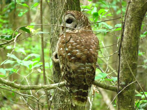 The Oakland Press Blogs: Earth's Almanac: Call of the swamp: Congaree ...