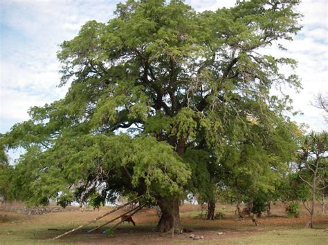 Tamarind Tamarindus Indica - Fruit Tree - Edible Fruit / Bonsai - 5 Se ...