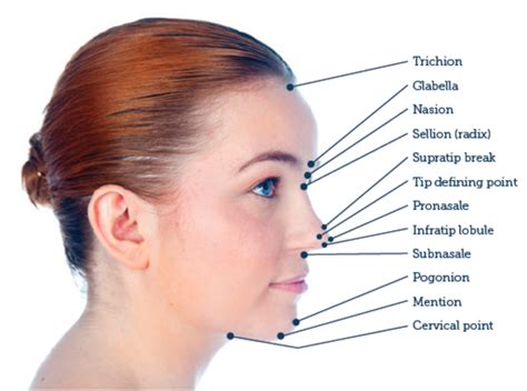 Nose Surface Anatomy