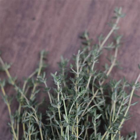 Growing and Harvesting Thyme - The Lavender Homefront