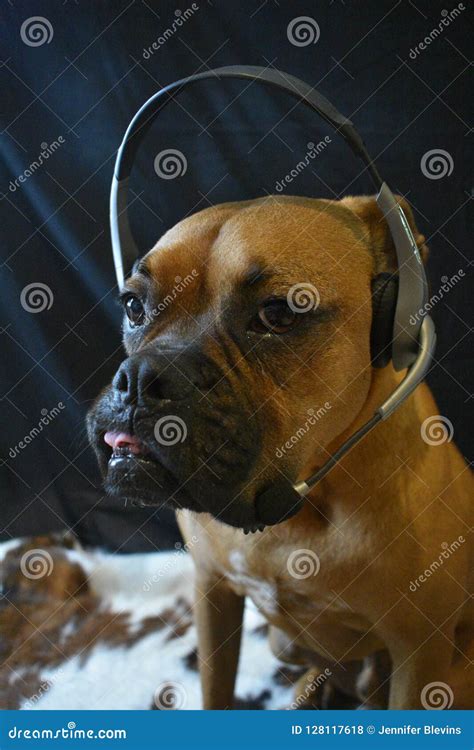 Brown Dog Wearing Headphones With Microphone Stock Photo Image Of